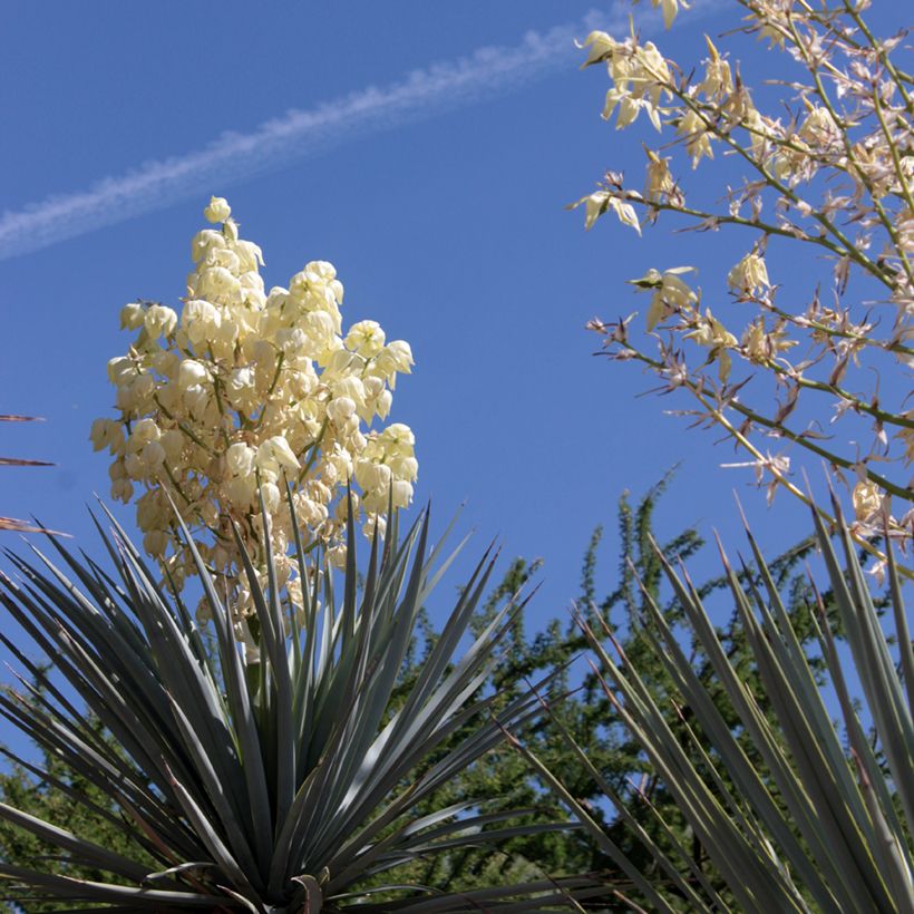Yucca rigida Blue Sentry - Starre Palmlilie (Flowering)