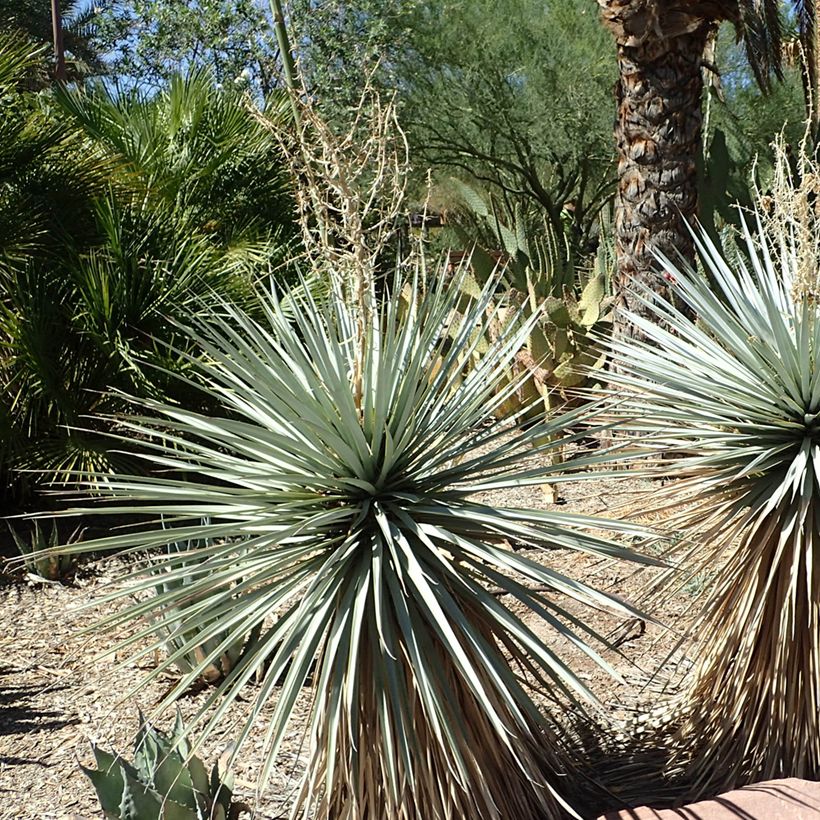 Yucca rigida Blue Sentry - Starre Palmlilie (Plant habit)