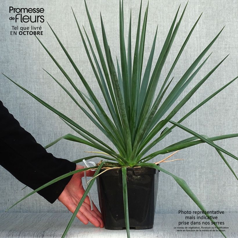 Example of Yucca rigida Blue Sentry - Starre Palmlilie Topf mit 3L/4L as you get in automne