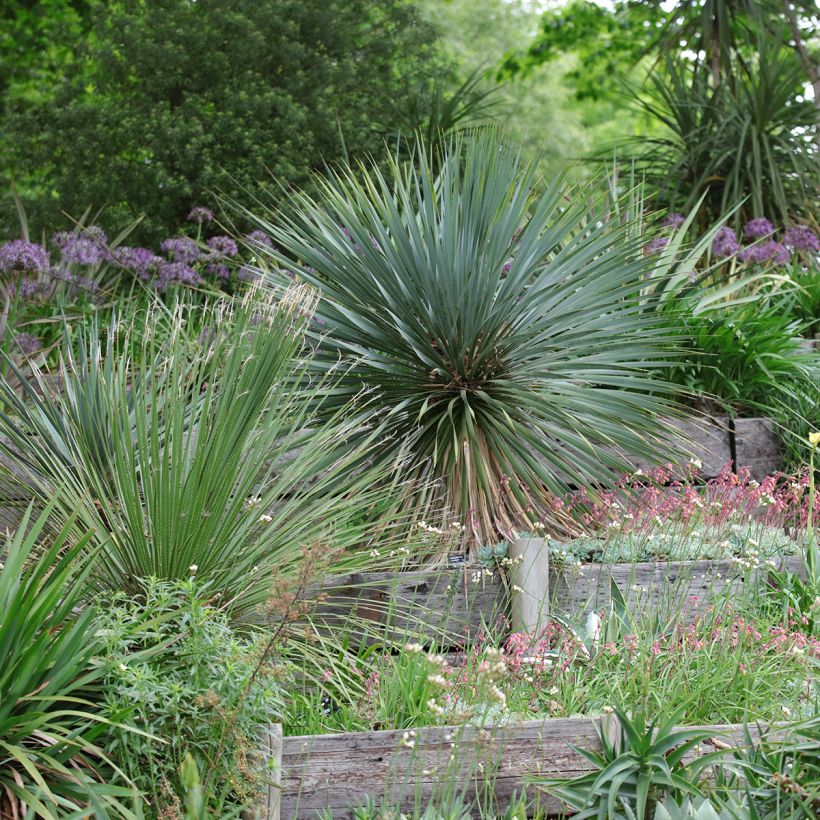 Yucca rostrata - Schnabel-Palmlilie (Plant habit)