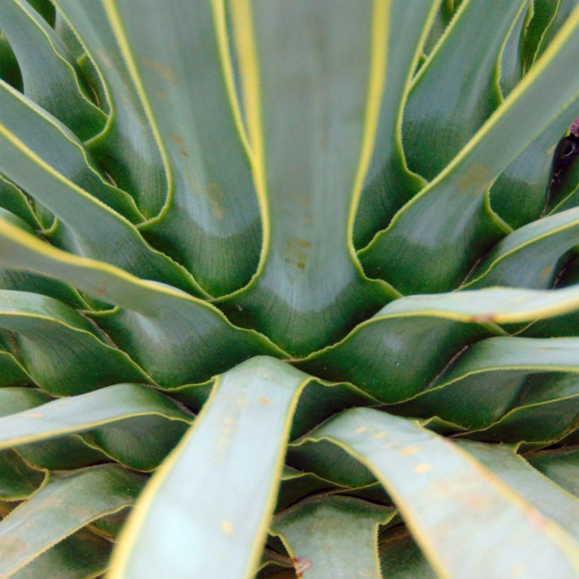 Yucca rostrata - Schnabel-Palmlilie (Foliage)