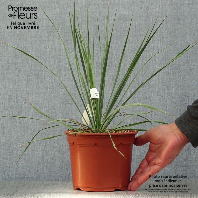 Example of Yucca rostrata - Schnabel-Palmlilie Topf mit 2L/3L as you get in automne