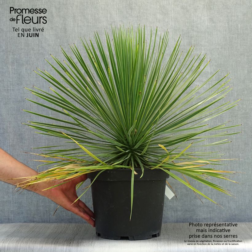 Exemplar von Yucca rostrata - Schnabel-Palmlilie Topf mit 3L/4L wie im Sommer geliefert