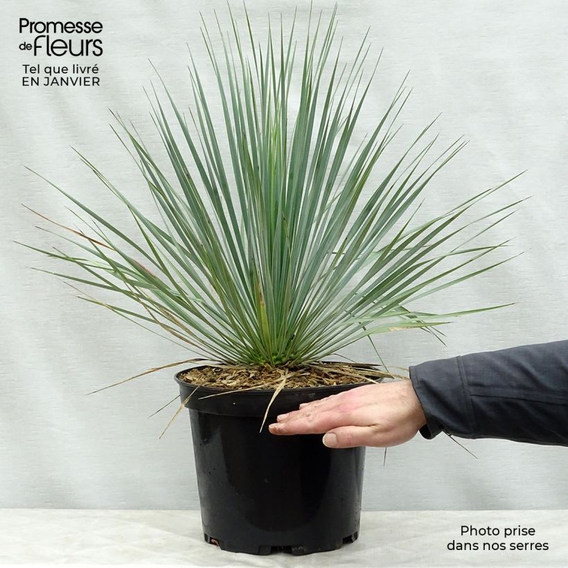 Exemplar von Yucca rostrata - Schnabel-Palmlilie Topf mit 3L/4L wie im Winter geliefert