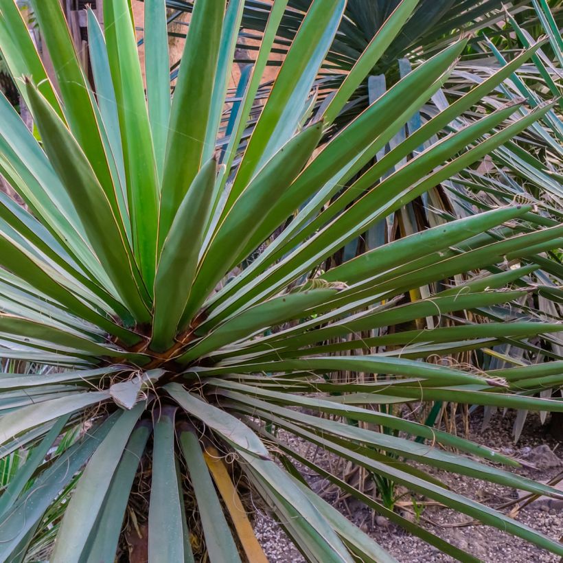 Yucca torreyi - Torrey-Palmlilie (Foliage)