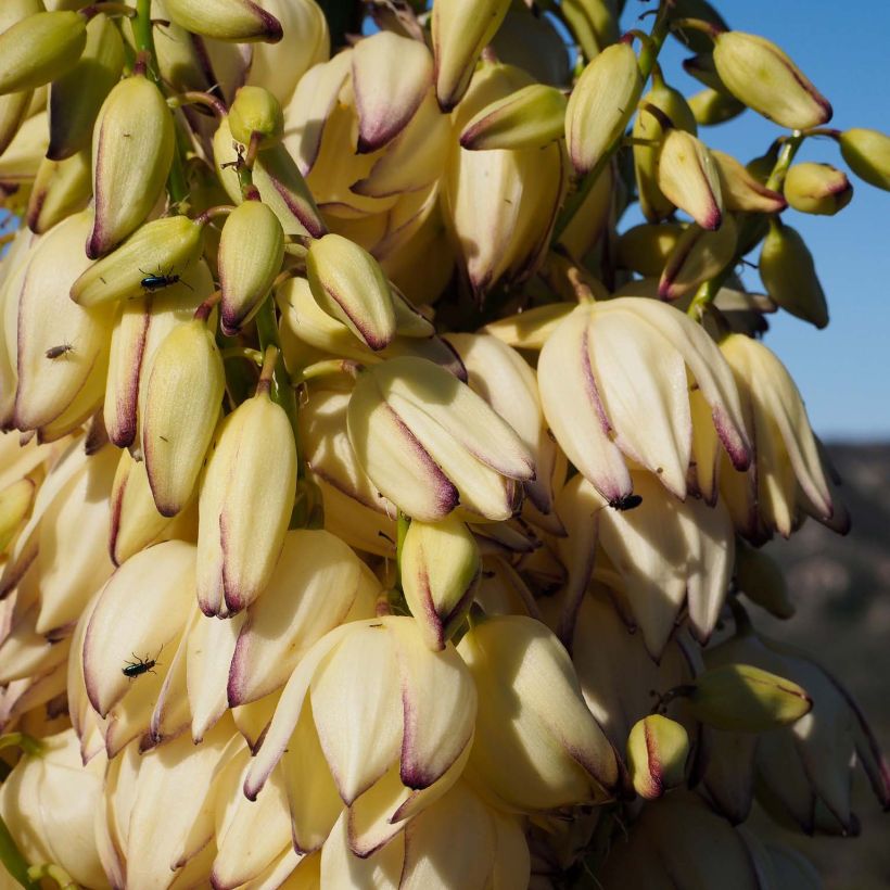 Yucca whipplei - Palmlilie (Flowering)