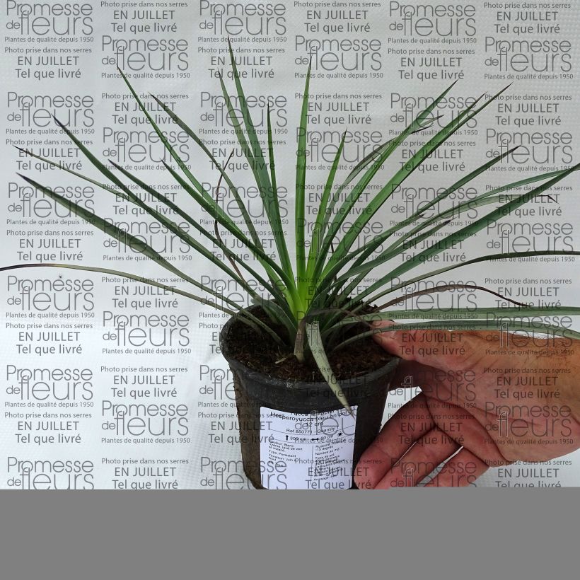 Example of Yucca whipplei - Palmlilie Topf 12 cm / 13 cm as you get in ete
