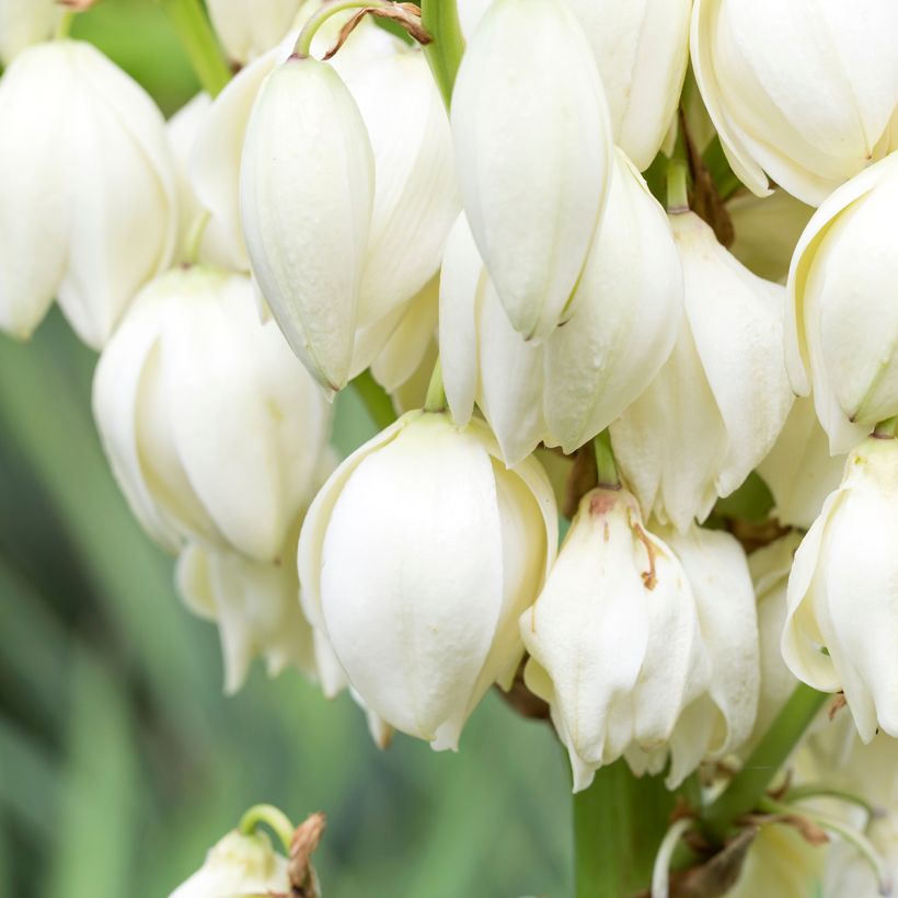 Yucca gloriosa - Kerzen-Palmlilie (Blüte)