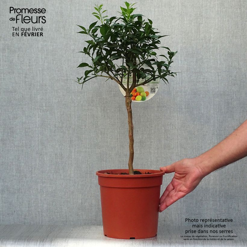 Example of Yuzu - Citrus junos Topf mit 4L/5L, 1/4 Stängel as you get in automne