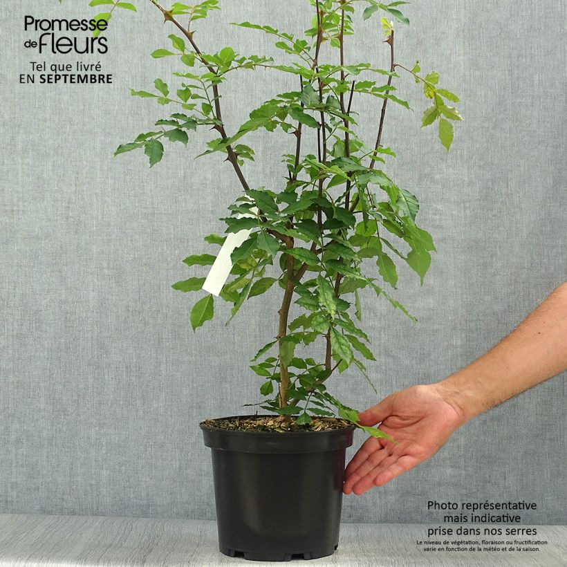 Example of Zanthoxylum americanum - Amerikanische Stachelesche Topf mit 4L/5L as you get in automne
