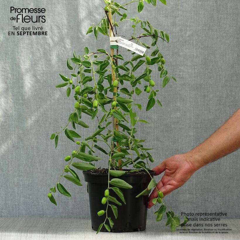 Example of Chinesische Jujube Abundance - Ziziphus jujuba Topf mit 3L/4L as you get in automne
