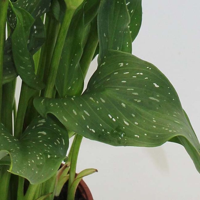 Zantedeschia Captain Fuego - Calla (Foliage)