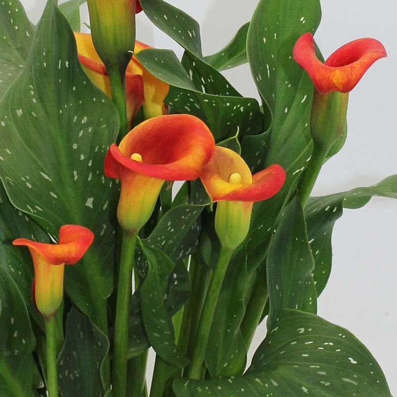 Zantedeschia Captain Fuego - Calla (Flowering)