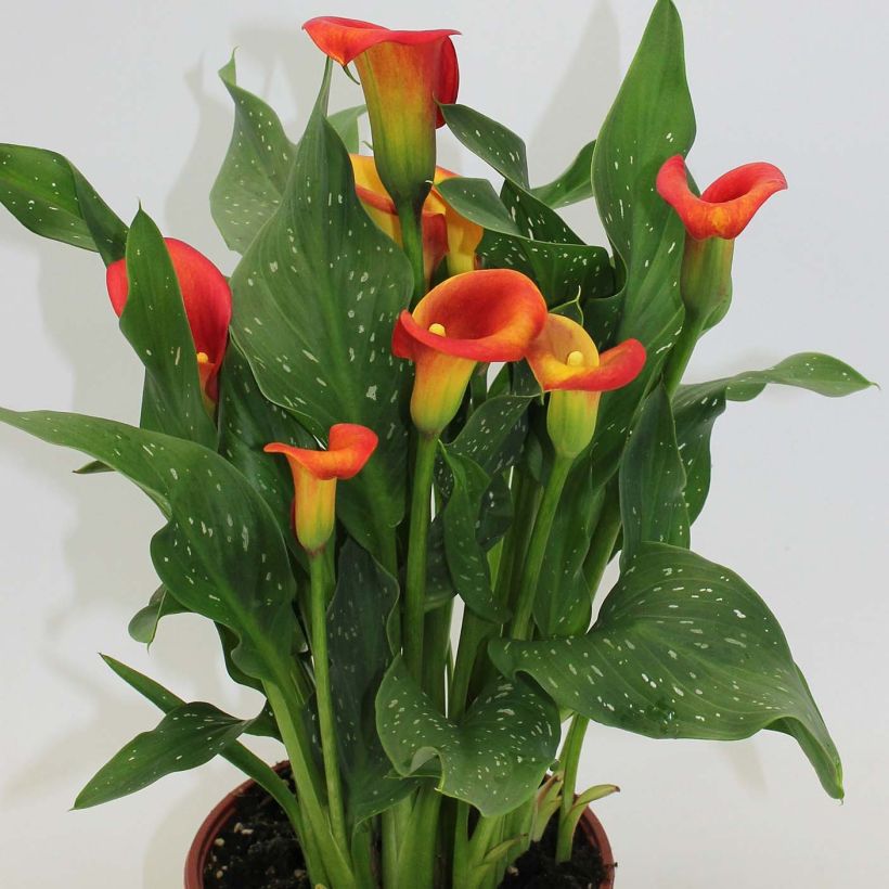 Zantedeschia Captain Fuego - Calla (Plant habit)
