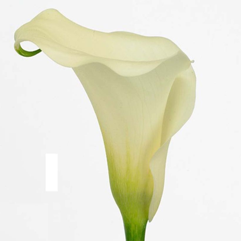 Zantedeschia Captain Marbella - Calla (Flowering)