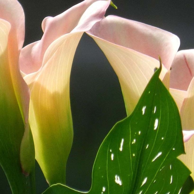 Zantedeschia Captain Marrero - Calla (Foliage)