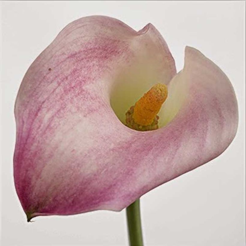 Zantedeschia Captain Marrero - Calla (Flowering)