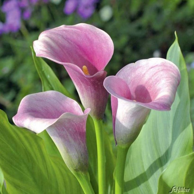 Zantedeschia Captain Melrose - Calla (Flowering)
