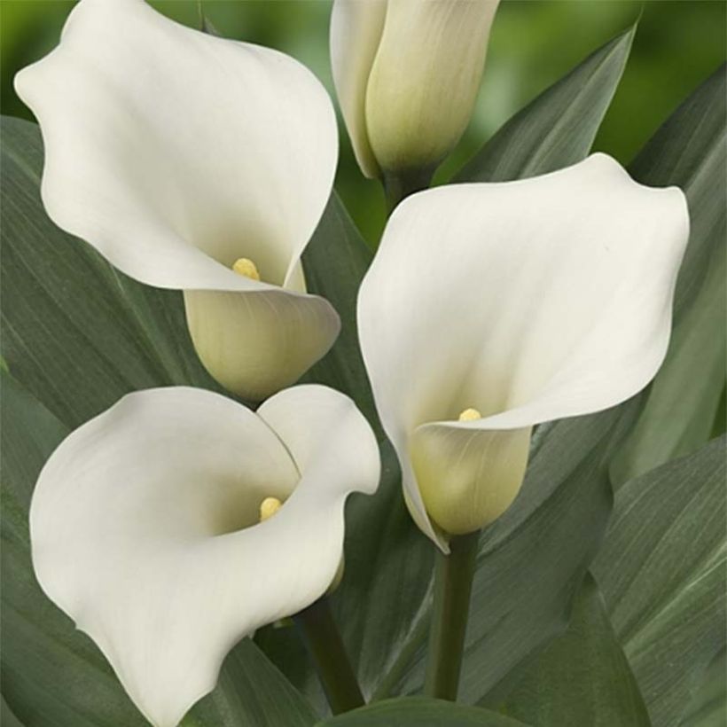 Zantedeschia Captain Mirage - Calla (Flowering)