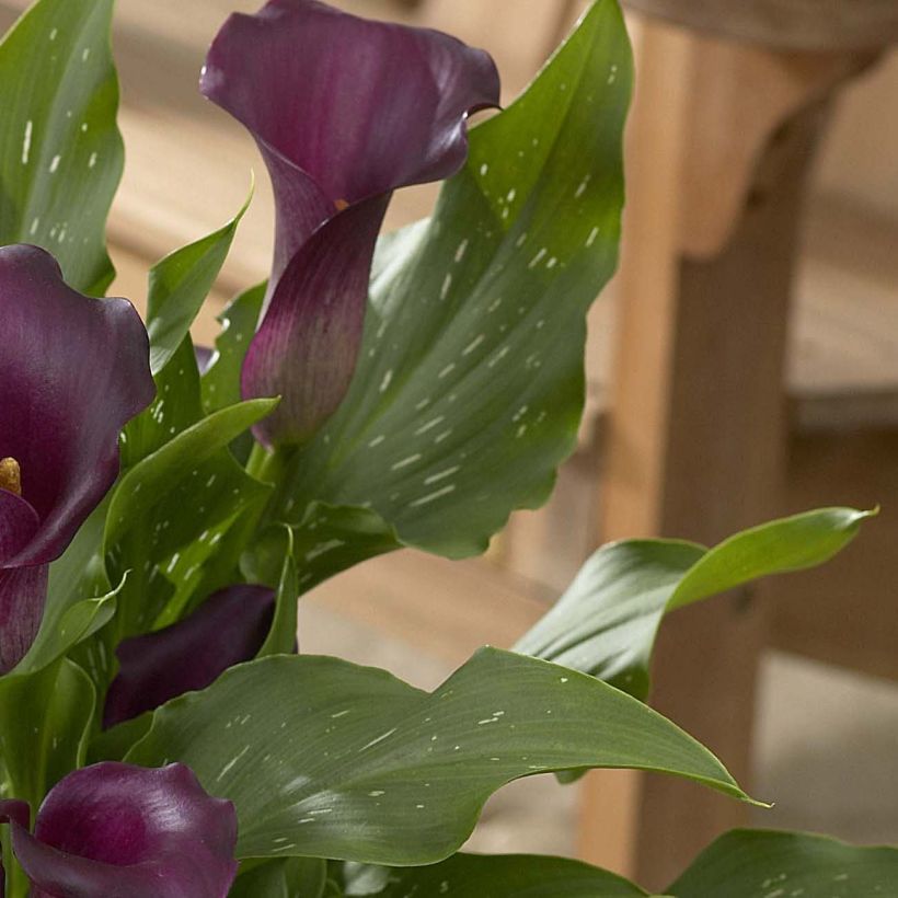 Zantedeschia Captain Reno - Calla (Foliage)