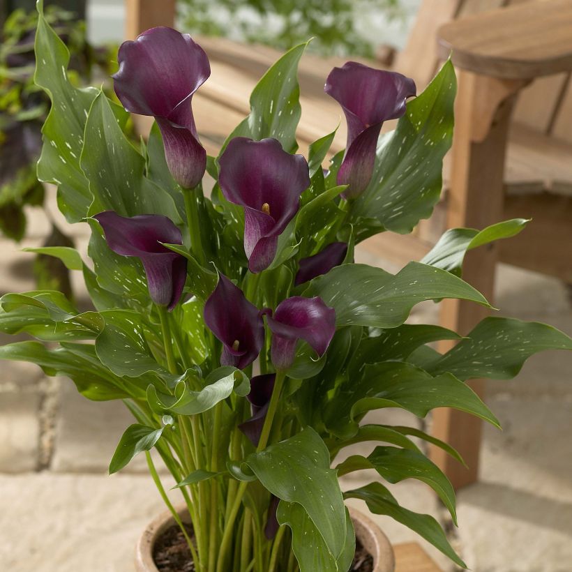 Zantedeschia Captain Reno - Calla (Plant habit)