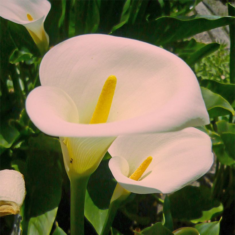 Zantedeschia aethiopica Pink Mist - Zimmercalla (Flowering)