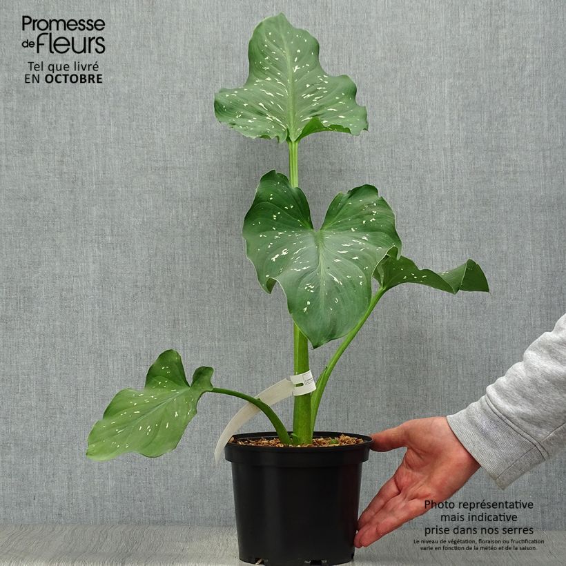 Example of Zantedeschia aethiopica Himalaya - Zimmercalla Topf mit 2L/3L as you get in automne