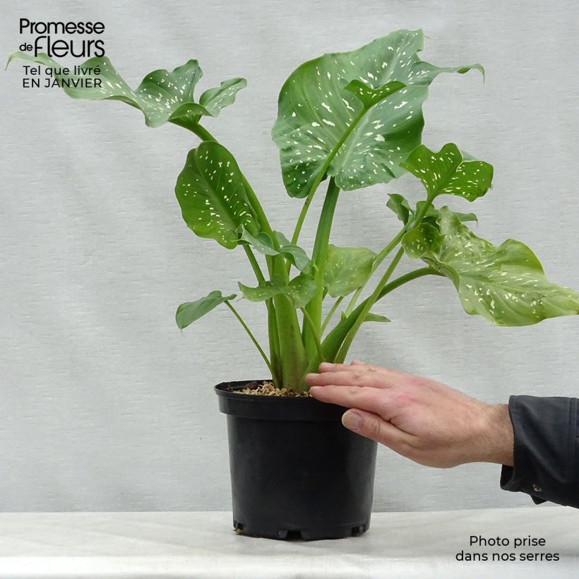 Exemplar von Zantedeschia aethiopica Himalaya - Zimmercalla Topf mit 2L/3L wie im Winter geliefert