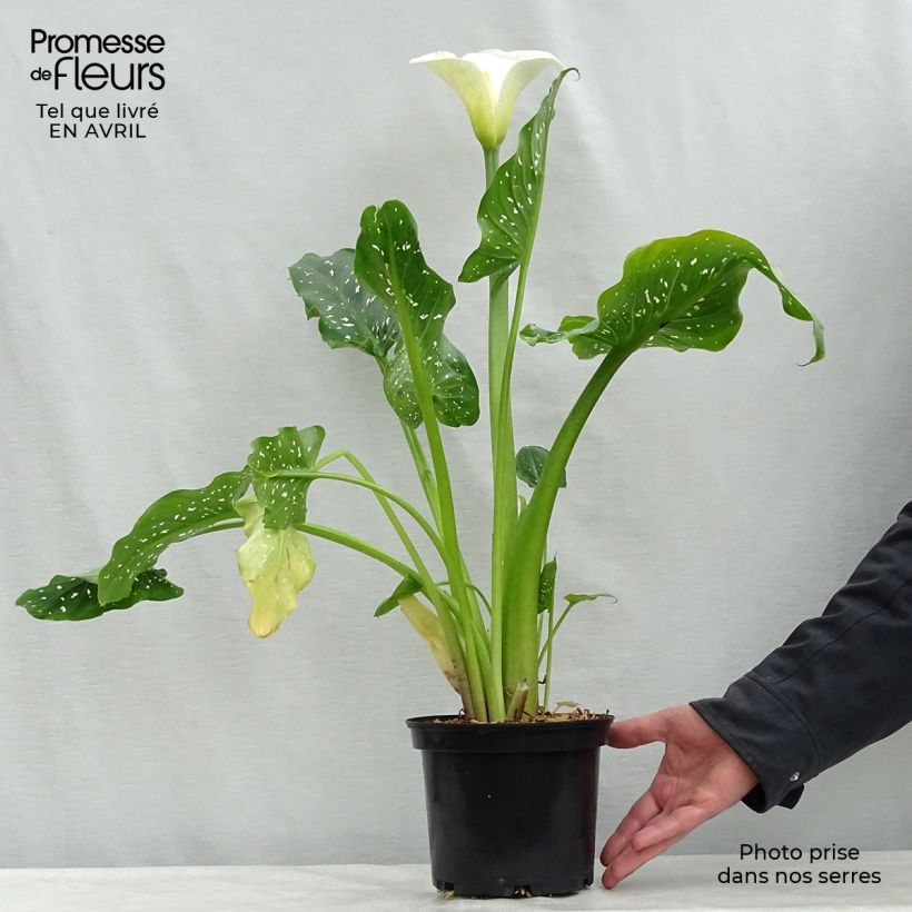 Exemplar von Zantedeschia aethiopica Himalaya - Zimmercalla Topf mit 2L/3L wie im Frühjahr geliefert