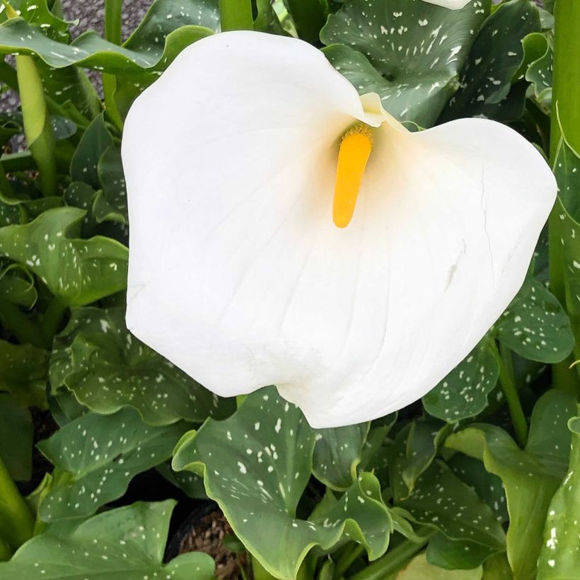 Zantedeschia aethiopica Himalaya - Zimmercalla (Flowering)
