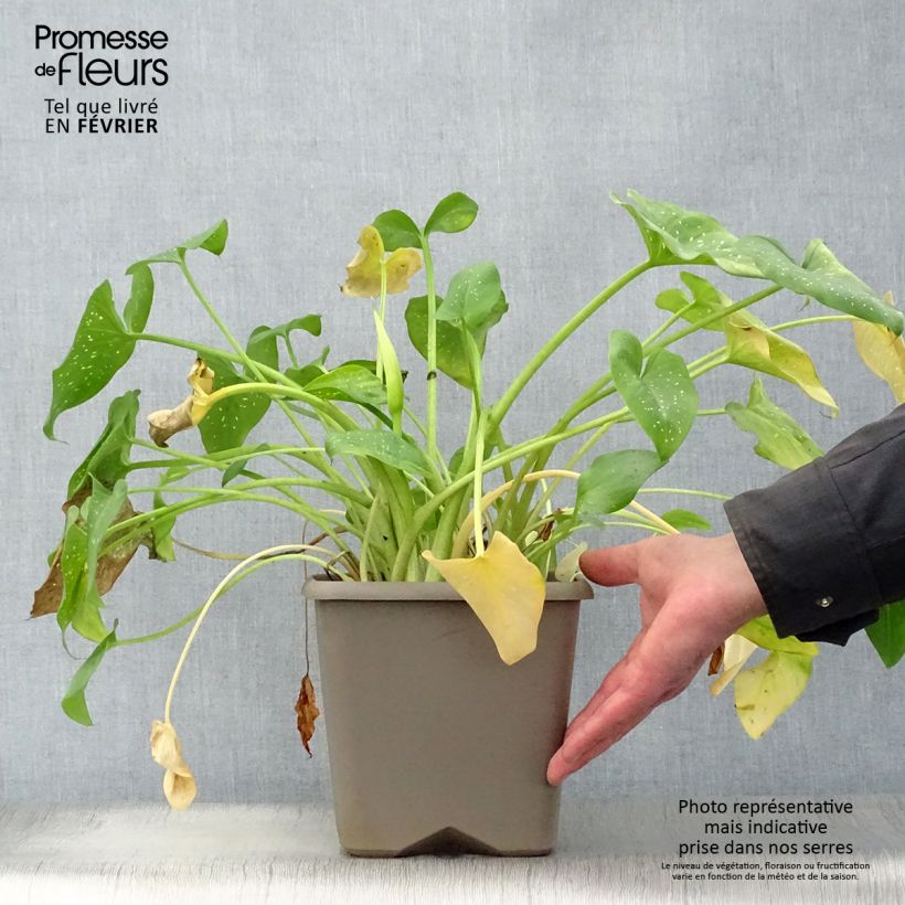 Exemplar von Zantedeschia aethiopica Prince Amaël - Zimmercalla Topf mit 2L/3L wie im Winter geliefert