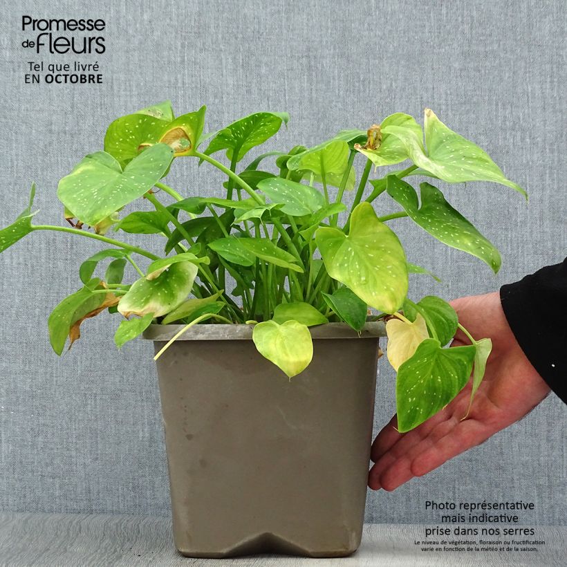 Example of Zantedeschia aethiopica Prince Amaël - Zimmercalla Topf mit 2L/3L as you get in automne