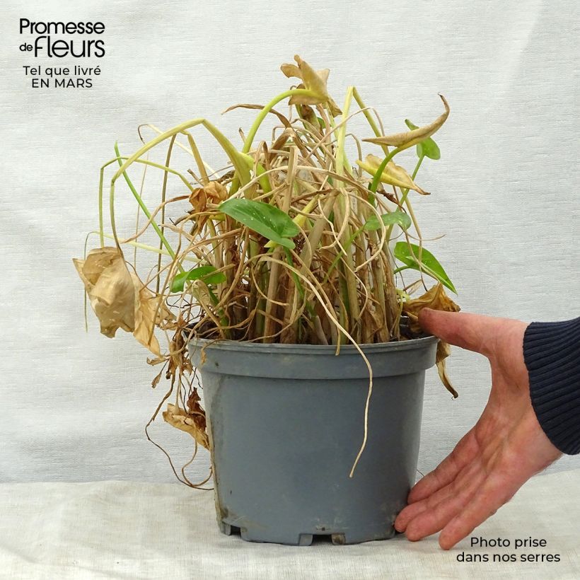 Exemplar von Zantedeschia aethiopica Prince Amaël - Zimmercalla Topf mit 2L/3L wie im Frühjahr geliefert