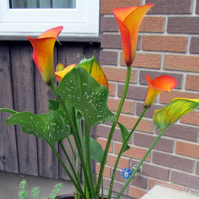 Zantedeschia Flame - Calla (Plant habit)