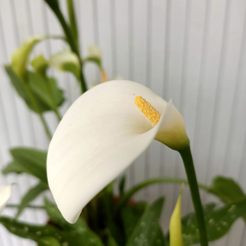 Zantedeschia aethiopica Scented Lady - Zimmercalla (Blüte)