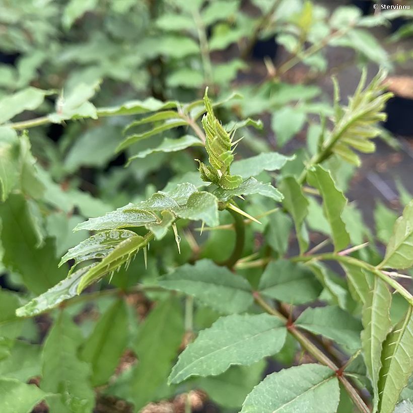 Zanthoxylum americanum - Amerikanische Stachelesche (Flowering)