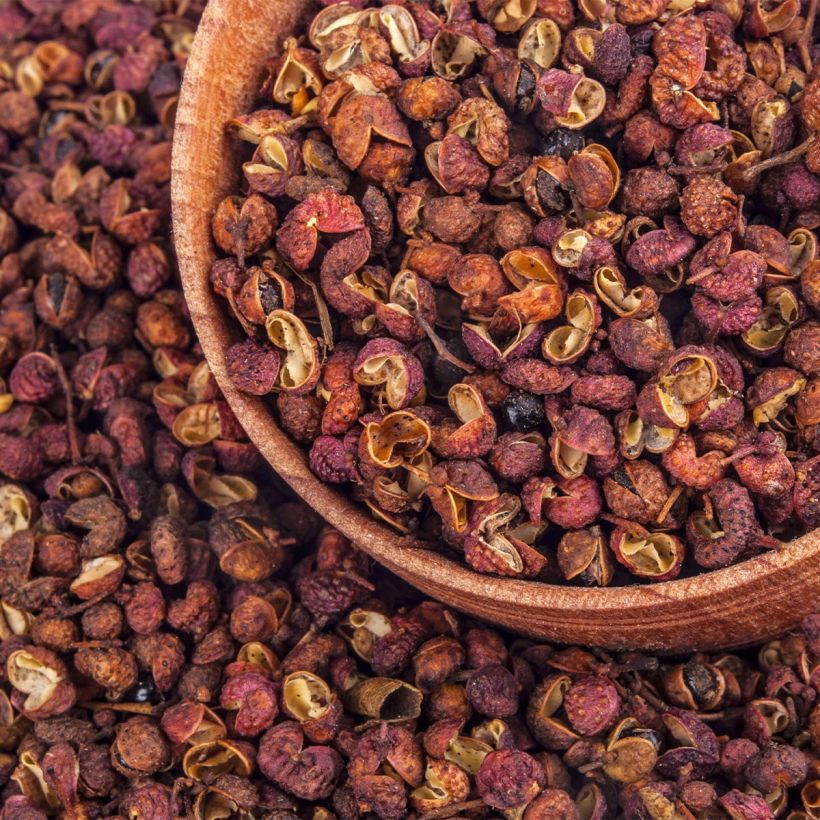 Szechuanpfeffer - Zanthoxylum coreanum (Harvest)