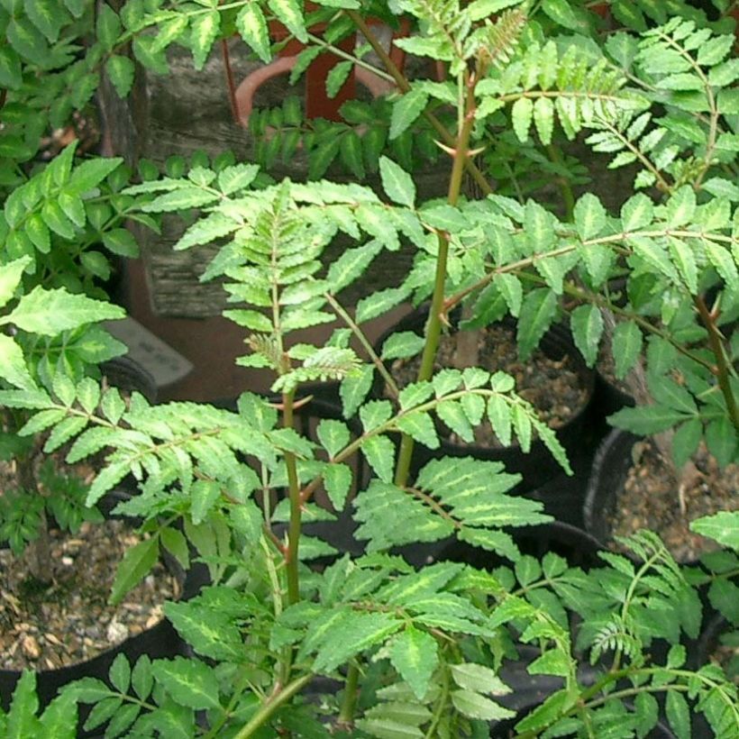 Zanthoxylum piperitum - Japanischer Pfefferstrauch (Foliage)