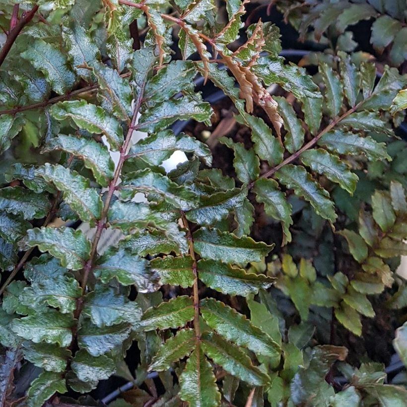 Zanthoxylum piperitum Black Magic - Japanischer Pfefferstrauch (Foliage)