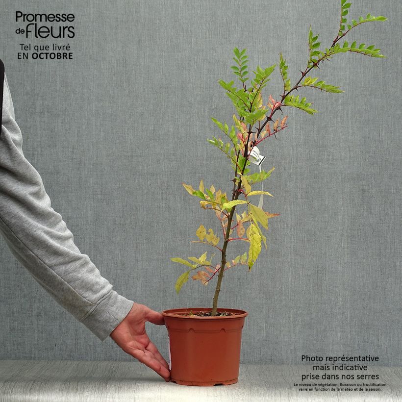 Example of Zanthoxylum piperitum - Japanischer Pfefferstrauch Topf mit 2L/3L as you get in automne