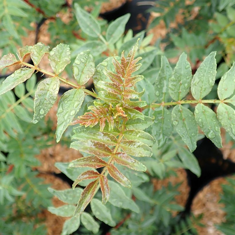 Szechuanpfeffer - Zanthoxylum schinifolium (Foliage)