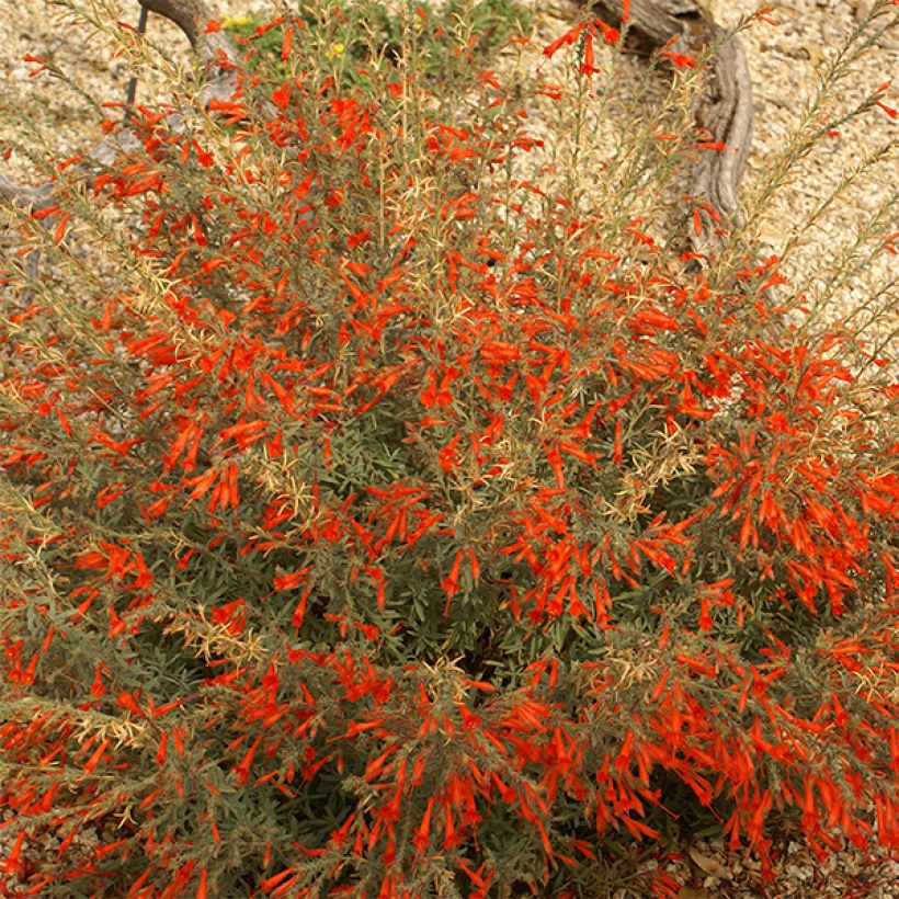 Zauschneria californica - Kolibritrompete (Flowering)