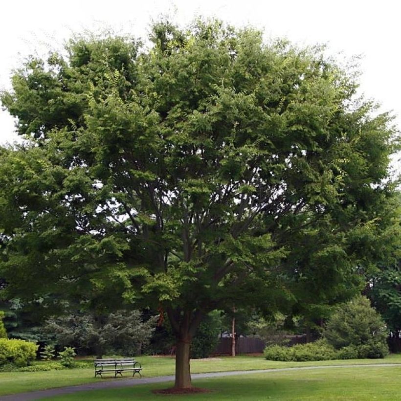 Zelkova serrata - Japanische Zelkove (Plant habit)
