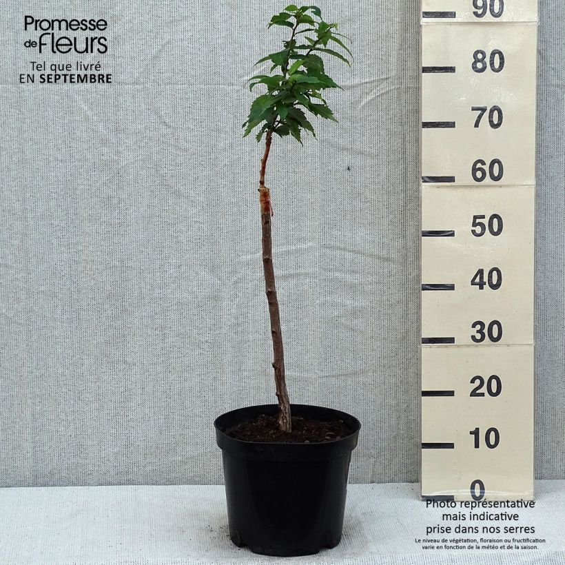 Example of Zelkova serrata Goblin - Japanische Zelkove Topf mit 4L/5L as you get in ete