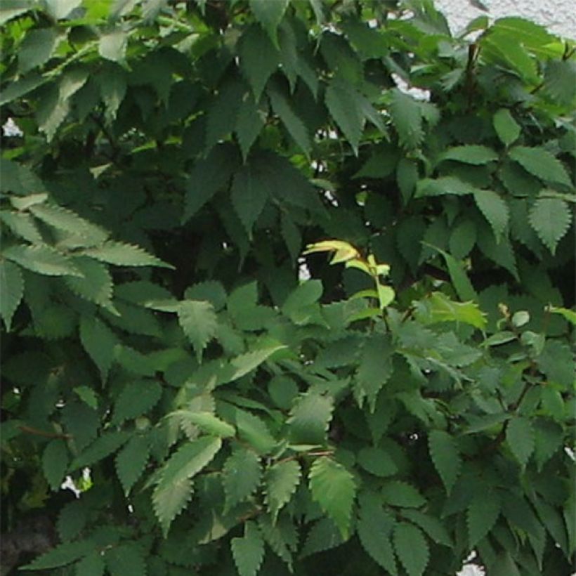Zelkova serrata Green Vase - Japanische Zelkove (Foliage)