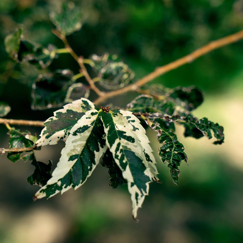 Zelkova serrata Variegata - Japanische Zelkove (Foliage)