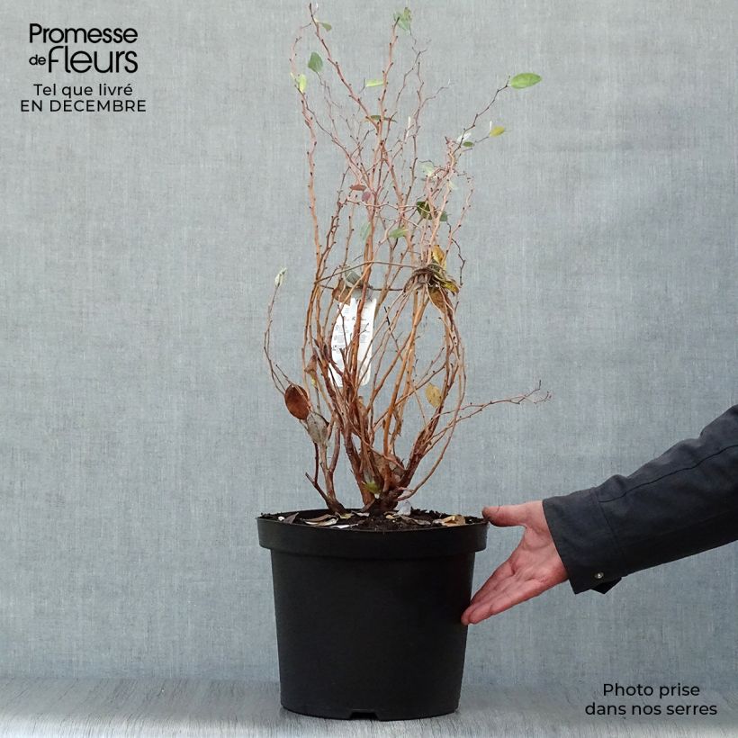 Exemplar von Zenobia pulverulenta Blue Sky - Zenobie Topf mit 7,5L/10L wie im Winter geliefert