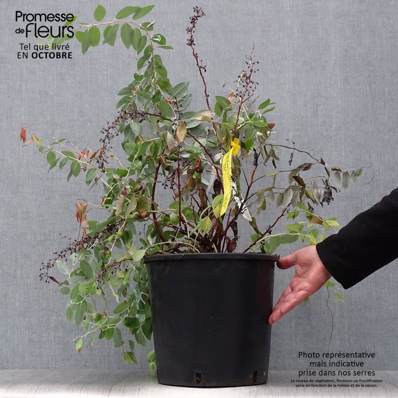 Example of Zenobia pulverulenta Blue Sky - Zenobie Topf mit 12L/15L as you get in automne