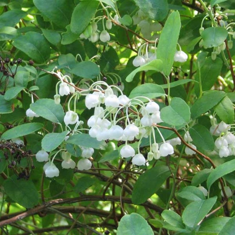 Zenobia pulverulenta Blue Sky - Zenobie (Flowering)