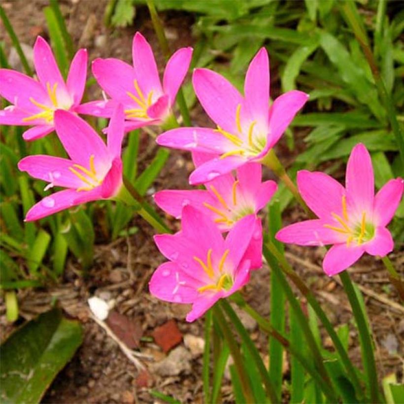 Zephyrantes rosea - Rosa Zephyrblume (Flowering)